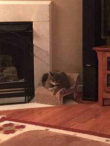 Cats for adoption (Charlottesville)