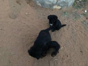 Puppies For Free (Far Eastside)