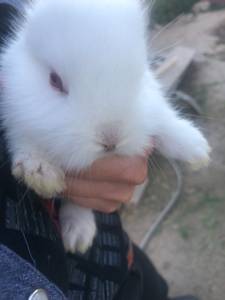 Bunnies for sale (Eastside)
