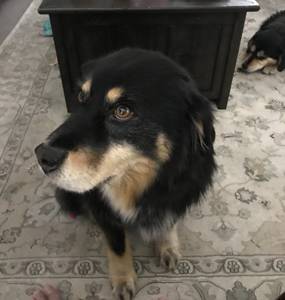 Looking for a good loving home (Kennewick)