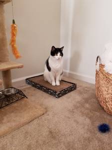 Free Indoor Cat (Columbia, SC)
