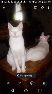 Albino cats (East side)