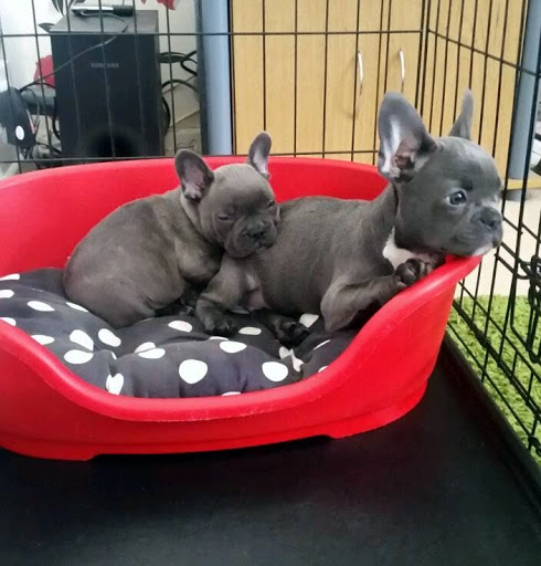 Pure Breed French Bulldog puppies ready