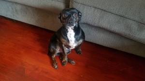 Free dog to good home (Louisville)