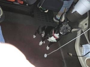 Bootsie/dog (Wichita kansas)