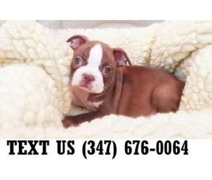 Exclusive Boston Terrier Puppies For sale