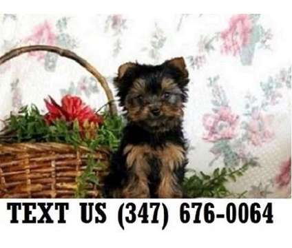Excited, Yorkshire Terrier Puppies For sale