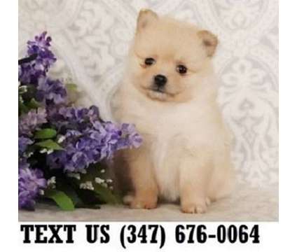 Exceptional Pomeranian Puppies For sale