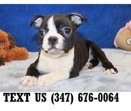 Eminent Boston Terrier Puppies For sale