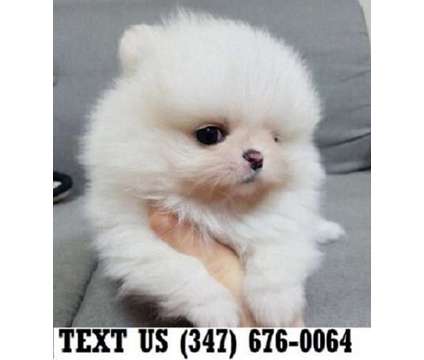 Deciding Pomeranian Puppies For sale