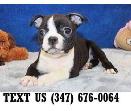 Delectable Boston Terrier Puppies For sale
