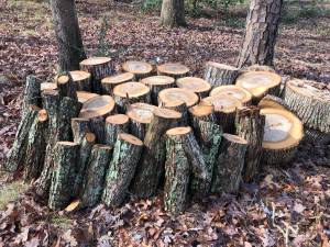 Free firewood (Lawrenceville)