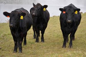 Black Angus Cows for sale
