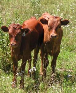 2 Free Cattle
