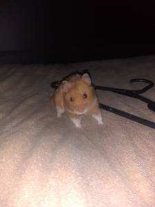 Free siberian hamster (East)