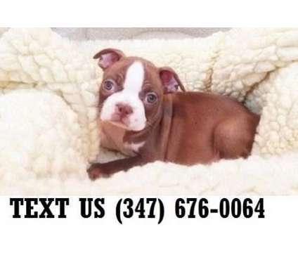 Diverse Boston Terrier Puppies For sale