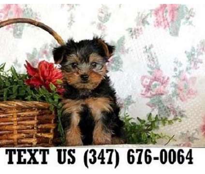 Deliberate Yorkshire Terrier Puppies For sale