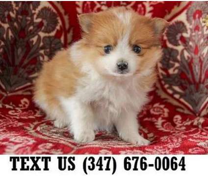 Delicious Pomeranian Puppies For sale
