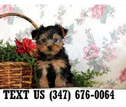 Dashing Yorkshire Terrier Puppies For sale