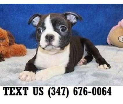 Humanistic Boston Terrier Puppies For sale