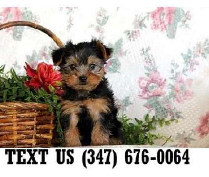 Grateful Yorkshire Terrier Puppies For sale