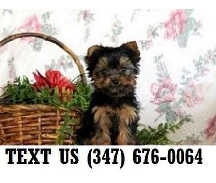 Good-natured Yorkshire Terrier Puppies For sale