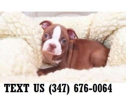 Good-feeling Boston Terrier Puppies For sale