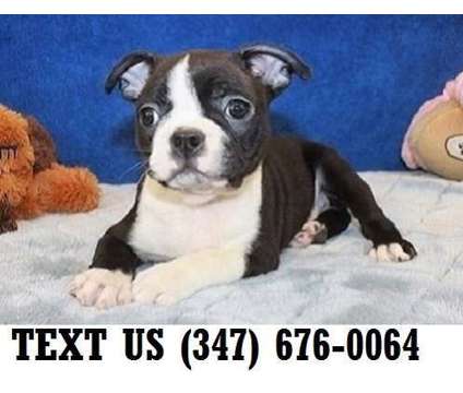 Genial Boston Terrier Puppies For sale
