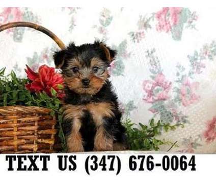 Focussed Yorkshire Terrier Puppies For sale
