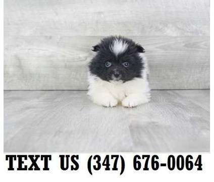 Filigreed Pomeranian Puppies For sale