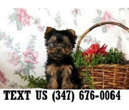 Ensured Yorkshire Terrier Puppies For sale