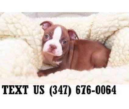 Entrusted Boston Terrier Puppies For sale