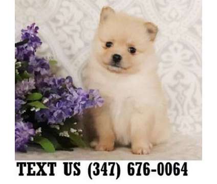 Encouraged Pomeranian Puppies For sale