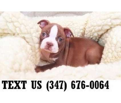 Curative Boston Terrier Puppies For sale