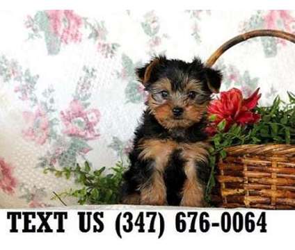 Chivalrous Yorkshire Terrier Puppies For sale