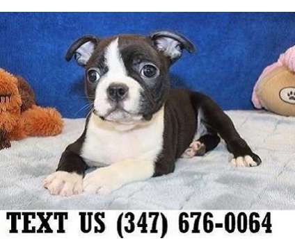 Blissful Boston Terrier Puppies For sale