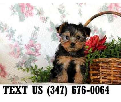 Xedoring Yorkshire Terrier Puppies For sale