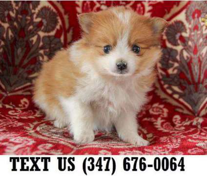 Ambitious Pomeranian Puppies For sale