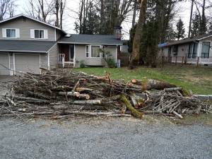 Free Maple firewood - you pickup (Maple Valley)