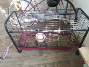 free rabbit and supplies (239 south temple)