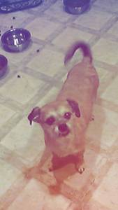 Free little dog (West valley city)