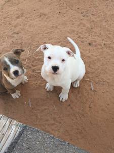 Pit bull puppies seeking forever home only 4 left