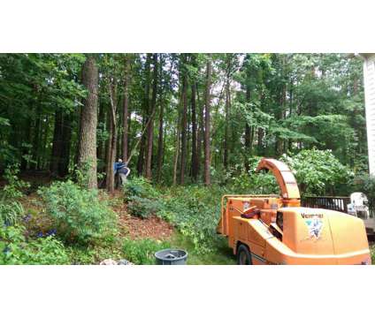 Affordable Professional Tree Removal, Trimming, and Stump Grinding