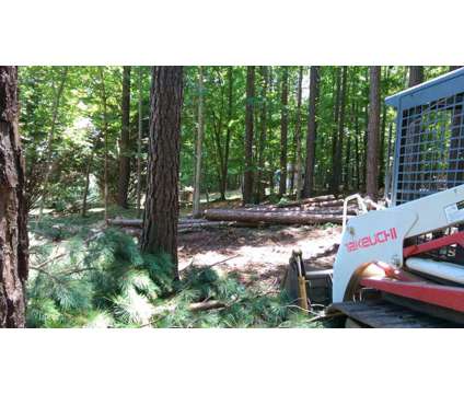 Affordable Professional Tree Removal, Trimming, and Stump Grinding