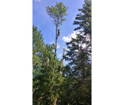 Lowest Cost Tree Removal