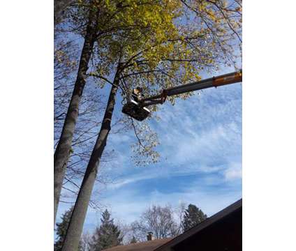 Lowest Cost Tree Removal
