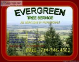 Professional Tree Trimming quot;Tree Removals